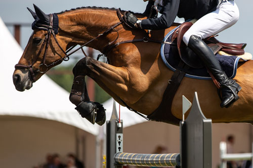 Can Gut Microbiota Predict Successful Racehorses? 