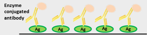 direct ELISA technique