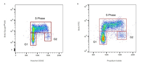 Flow diagrams showing cell cycle analysis of lymphoma cells using anti-brdu clone Bu20a antibody