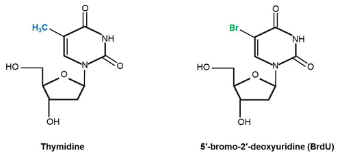 Chemical structures of thymidine and BrdU