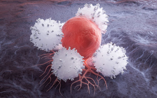 Let Sleeping Cells Lie: How Immune Cells Influence Metastatic Dormancy