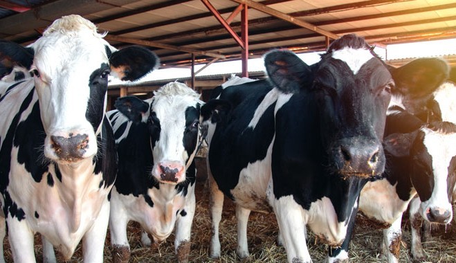 Why H5N1 Bird Flu Targets Cow Udders Instead of Lungs
