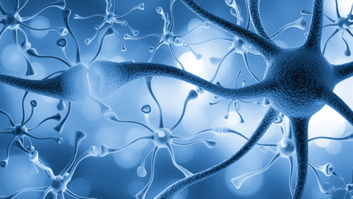 Understanding Aging: Can Neural Stem Cell Activation Slow the Aging Process?