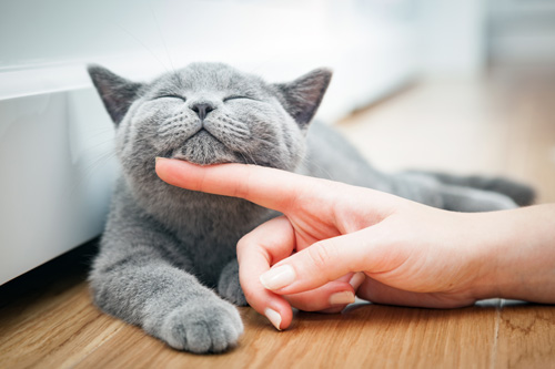 Pitch Purrfect: How Do Cats Produce Purring Vocalizations?