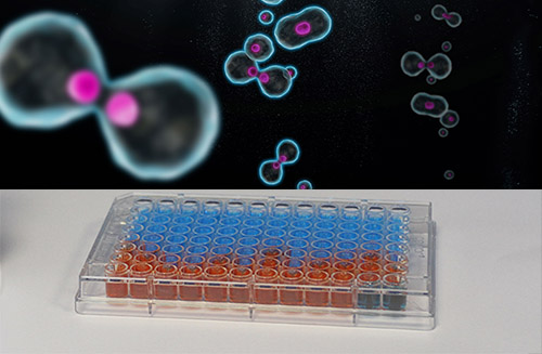 3 Reasons to Use alamarBlue In Your Cell Proliferation Studies