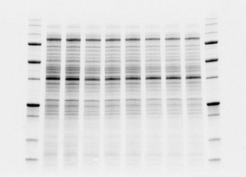 Stain-Free vs. No-Stain — Western Blotting Mythbusting