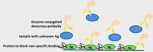 direct competitive ELISA for testing antigen concentration