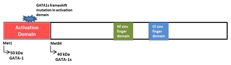 Schematic of Domain Structure of GATA-1 showing GATA-1s start site