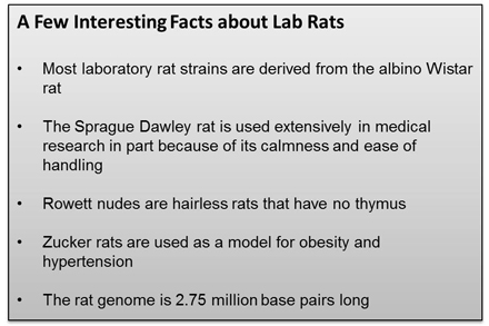 A list of interesting rat facts