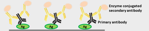 indirect ELISA technique